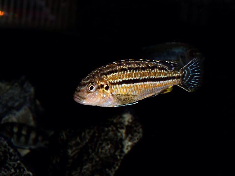 Melanochromis dialeptos